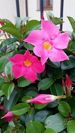 piante di DIPLADENIA MANDEVILLA