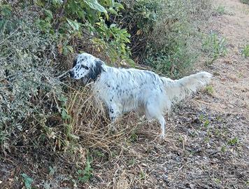 1Setter femmina