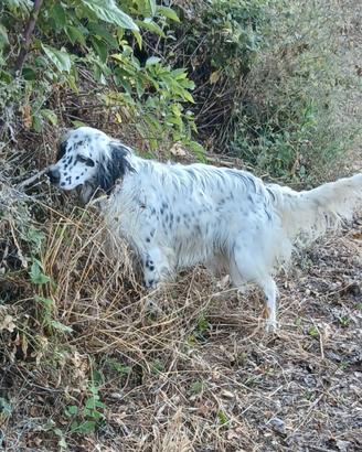 1Setter femmina