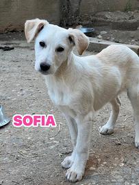 Cuccioli futura taglia media