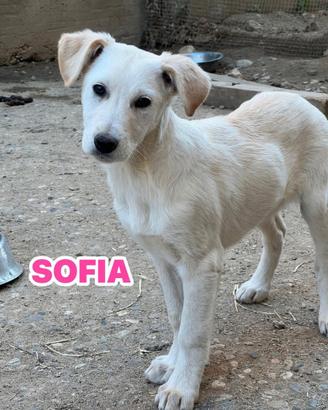 Cuccioli futura taglia media