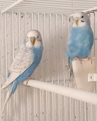 Cocorite di vari colori,maschi e femmine