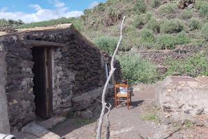 Pistacchieto e uliveto