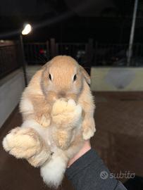 Coniglio Ariete Nano Minilop