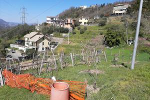 Pescheto/vigneto entroterra chiavarese