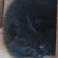 Spitz tedesco nano Pomerania