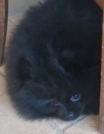 Spitz tedesco nano Pomerania