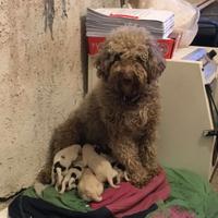 Lagotto romagnolo
