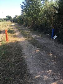 Quartucciu- terreno agricolo recintato con uliveto