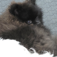 Sprintz Di Pomerania