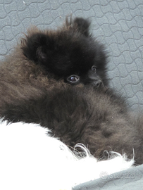 Sprintz Di Pomerania