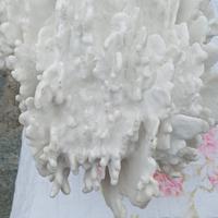 riproduzione di corallo bianco gigante