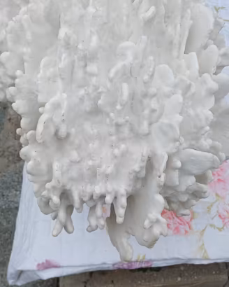 riproduzione di corallo bianco gigante