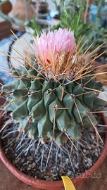 Ferocactus latispinus adulto . Pianta grassa