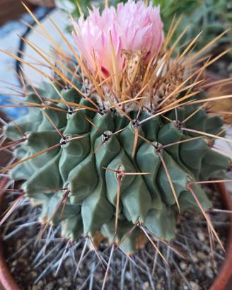 Ferocactus latispinus adulto . Pianta grassa