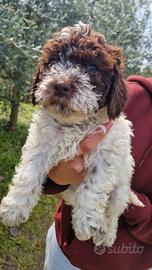 Cuccioli di Lagotto con pedigree
