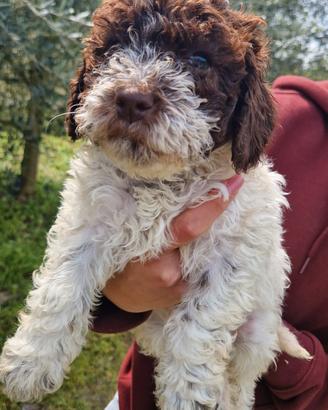 Cuccioli di Lagotto con pedigree