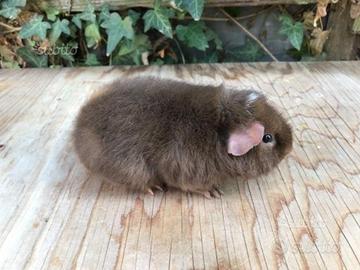 Cavia o porcellino d'india