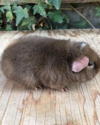 Cavia o porcellino d'india
