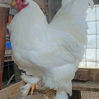 Gallo brahma Total White