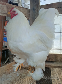 Gallo brahma Total White