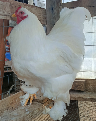 Gallo brahma Total White