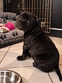 Staffordshire Bull Terrier