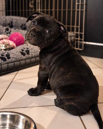 Staffordshire Bull Terrier
