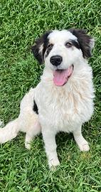 Beethoven cucciolone pastore dei Pirenei ADOZIONE