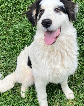 Beethoven cucciolone pastore dei Pirenei ADOZIONE