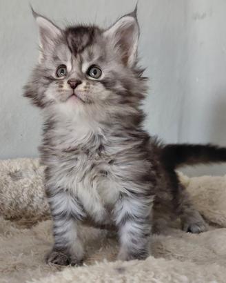 Cuccioli maine coon