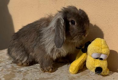 Coniglio nano testa di leone