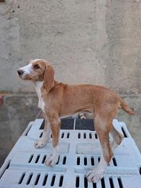 Cucciola segugio maremmano