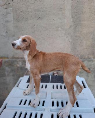 Cucciola segugio maremmano