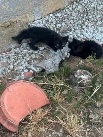 Gattini tigrati e neri
