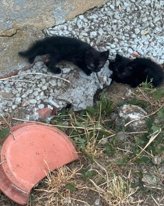 Gattini tigrati e neri