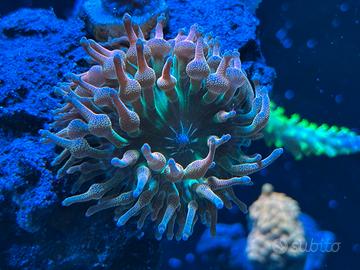 Anemone a bolla rosso-verde