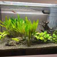 Acquario Juwel bianco 70 litri