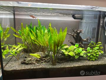 Acquario Juwel bianco 70 litri