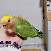 Inseparabile allevato a mano e SESSATO