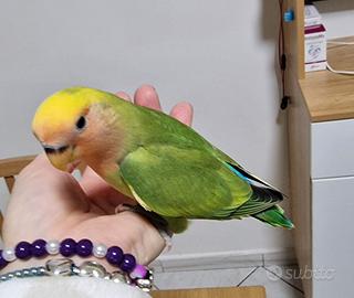 Inseparabile allevato a mano e SESSATO