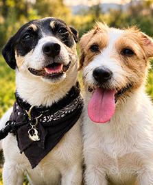 Jack Russell Terrier