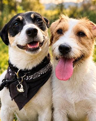 Jack Russell Terrier