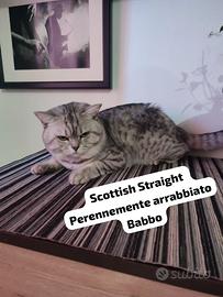 Cuccioli Scottish Straight affettuosi