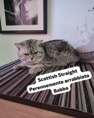 Cuccioli Scottish Straight affettuosi