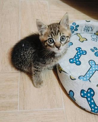 Gattini di un mese