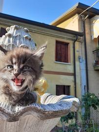 Gattini Maine coon