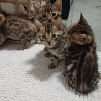 Cuccioli di Gatto Bengala maschio femmina