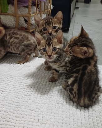Cuccioli di Gatto Bengala maschio femmina