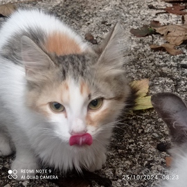 Gattina sogna Adozione